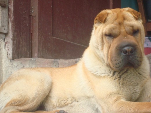 MI PERRITA MI PERRITA